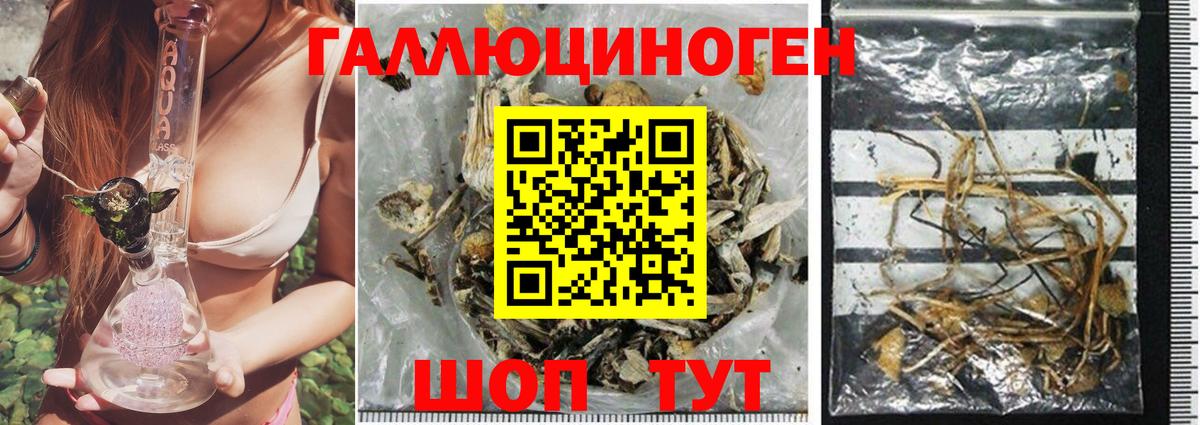 Псилоцибиновые грибы Psilocybe Екатеринбург